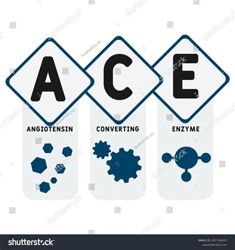 Ace Angiotensin Converting Enzyme Acronym Business Stock Vector (Royalty Free) 2077196257 ...