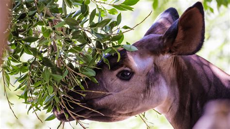 Interesting Facts About Okapis | Virunga National Park