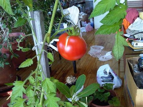 Grow Tomatoes Indoors! | Trusper