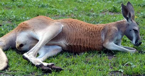 20 facts about Australian Animals | Absolutely Australia