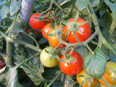 PODAR TOMATES: cómo, cuándo y con qué - Innatia.com