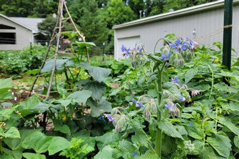 Borage Plant