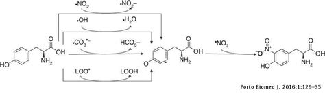 Relevance of peroxynitrite formation and 3-nitrotyrosine on spermatozoa physiology | Porto ...