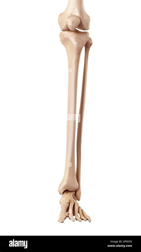 Lower leg bones hi-res stock photography and images - Alamy