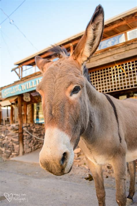 Oatman, Arizona Burros - Tales from the Backroad