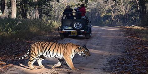 Ranthambore Safari Booking Online | Tiger Reserve