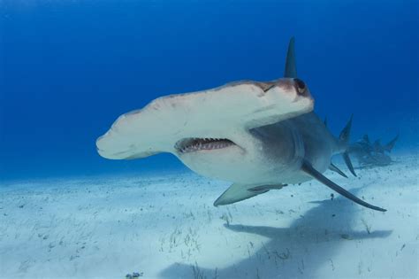 Download Animal Hammerhead Shark 4k Ultra HD Wallpaper