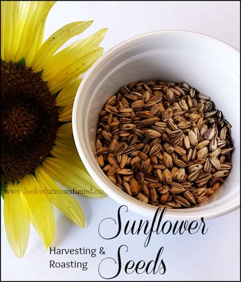 Harvesting and Roasting Sunflower Seeds