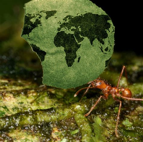 Using Ants to Map Patterns of Diversity | NC State News