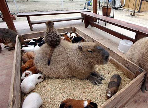 Animals Sitting on Capybaras — Meerkat + Capybara + friends