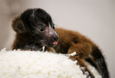 The Nashville Zoo have the newest members: 3 lemurs!