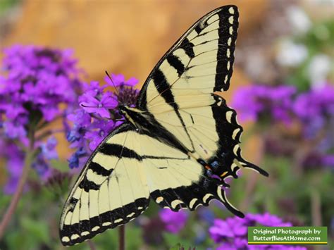 Eastern Tiger Swallowtail Butterfly, size, colors, life span, host plants, markings and photographs