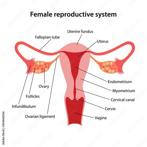 Female Reproductive System Main Parts Labeled Stock Vektor Royaltyfri ...