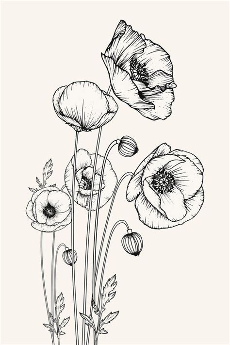 #Art #black #Botanical #California #Decor #Drawing #Flower #HypeSheriff #Lover #Nature #Poppy # ...