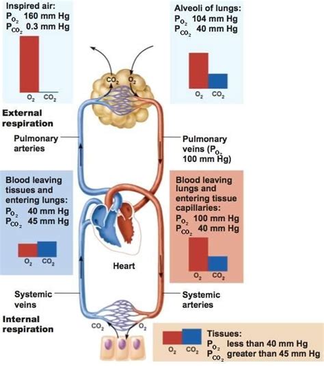 Respiration | Nursing school life, Arteries and veins, Arteries