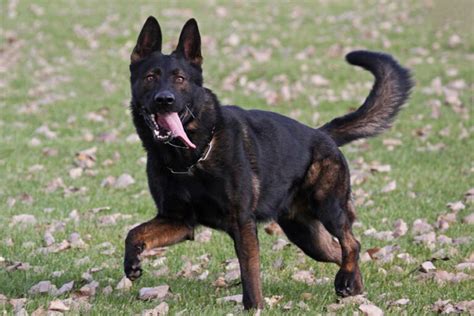 German Shepherd Training - How to train a German Shepherd