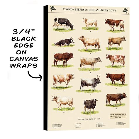 Common Breeds of Beef and Dairy Cows Chart Vintage Poster - Etsy UK