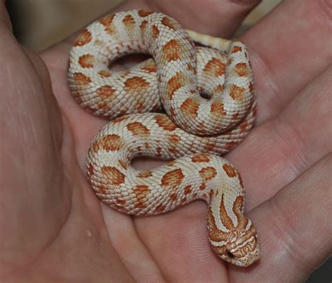 a small orange and white snake in someone's hand