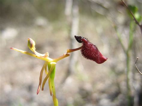 Hammer Orchid (Drakaea sp.) is an endangered genus of orchid in ...