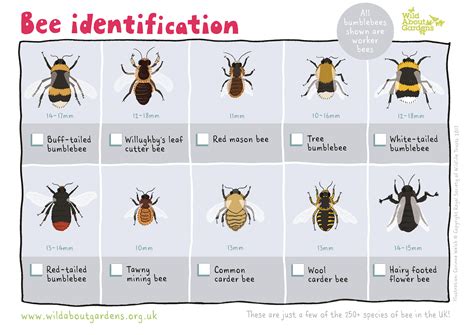 Bee Identification Guide | Milton Keynes Natural History Society