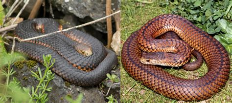 4 COMMON Snakes Found in Tasmania! (2024) - Bird Watching HQ