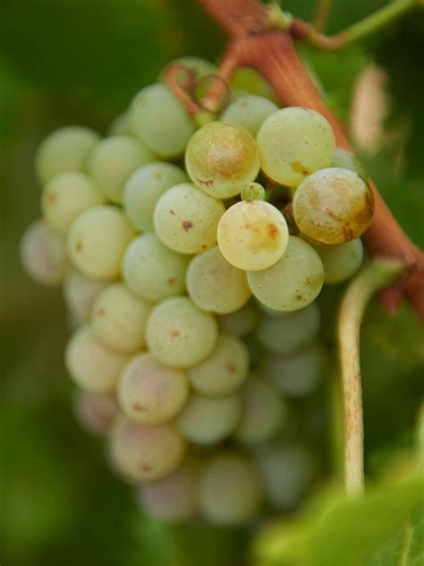 Sauvignon Blanc: what it tastes like, the best winemakers, and more