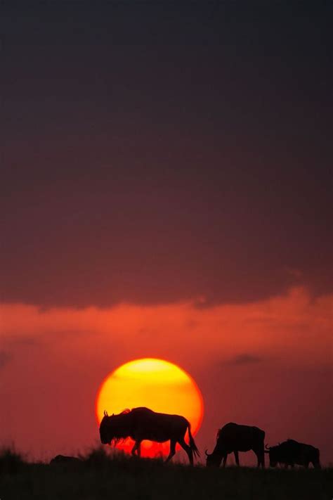 sunsetmasaimara-15 Kenya, African Sunrise, Wildebeest, Masai Mara, Red ...