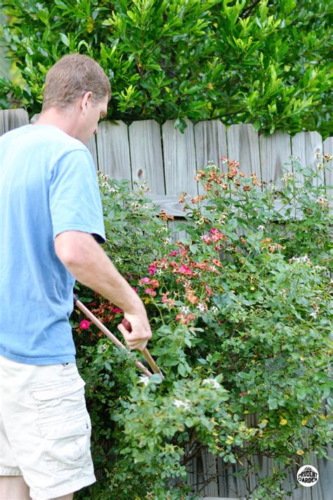 Summer Rose Pruning