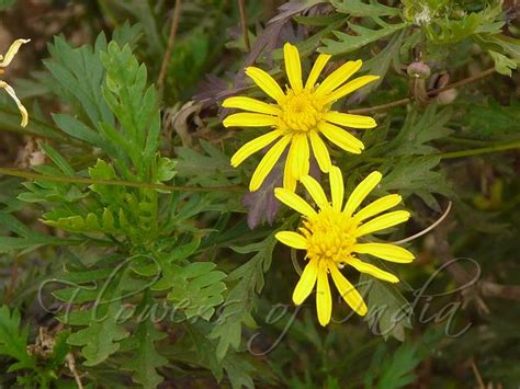 Euryops chrysanthemoides - African Bush Daisy