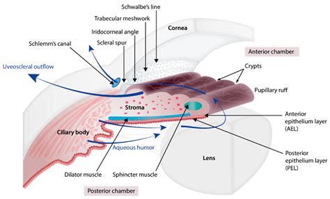 Genes | Free Full-Text | Congenital Microcoria: Clinical Features and Molecular Genetics