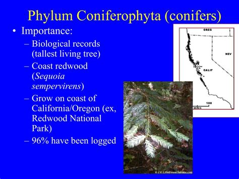 PPT - Kingdom Plantae: Gymnosperms PowerPoint Presentation - ID:408410