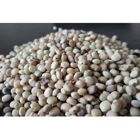 Hybrid Cluster Beans Seeds, Packaging Type: Packet, Packaging Size: 30 ...