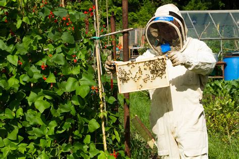 Honey bee conservation | David Woodfall Images