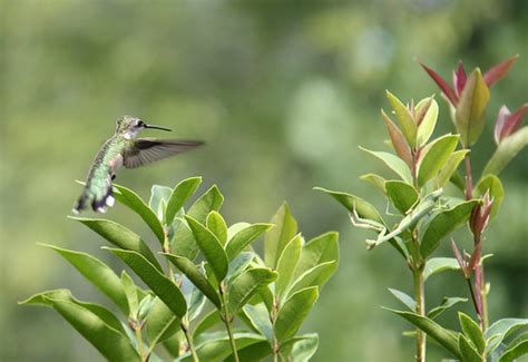 hummingbird with praying mantis