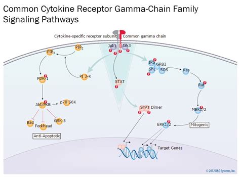 Cytokine Receptor Gamma-Chain Family Signaling Pathways: R&D Systems