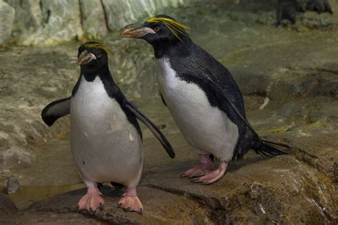 Rare Penguin Species Debuts At Central Park Zoo | Central Park, NY Patch