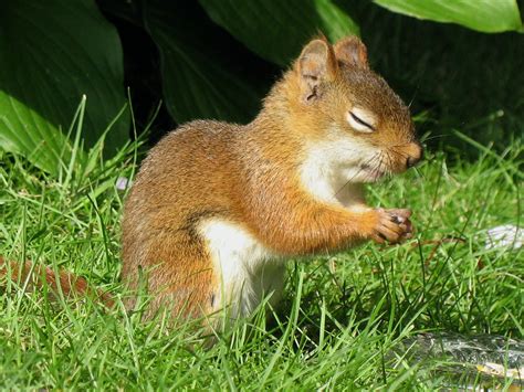 Petit écureuil pieux -- Pious little squirrel | Tamiasciurus… | Flickr