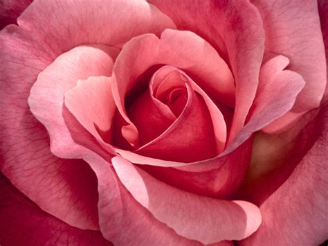 wallpaper: Pink Rose Wallpapers