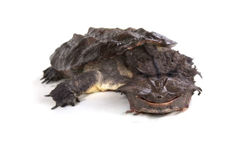 The Mata Mata is a turtle native to the Amazon Rainforest. They blend ...