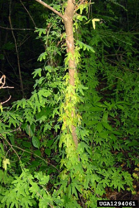 American climbing fern (Lygodium palmatum)