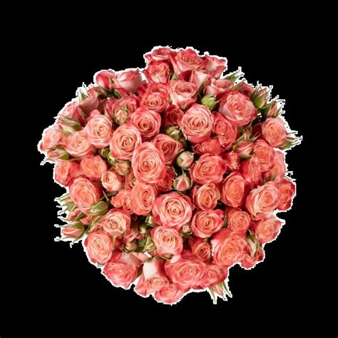 Fibonacci Spiral - Alma - Spray Roses