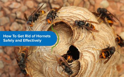 How To Get Rid of Hornets Safely and Effectively