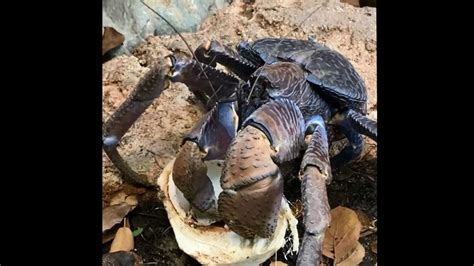 Huge crab eats tender coconut, viral video intrigues people | Trending - Hindustan Times