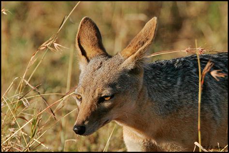 Black-backed Jackal Page