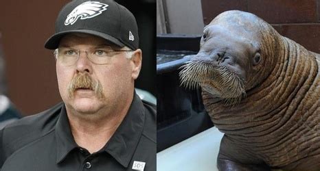 Who Looks More Like A Walrus: Andy Reid Or Mike Holmgren?