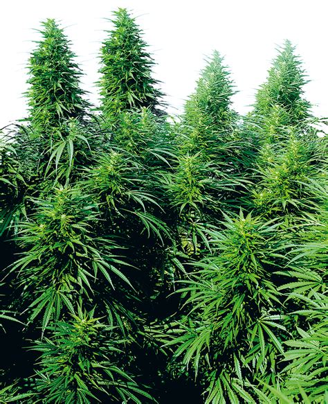 Ruderalis Skunk Regular Seeds – Sensi Seeds