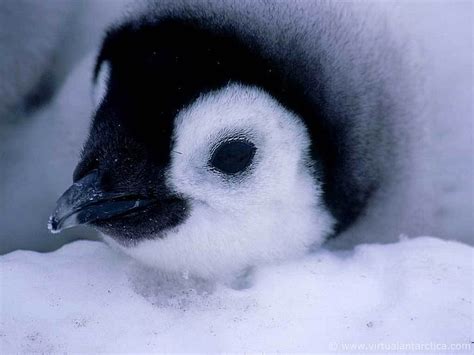 Baby penguin, birds, cute, baby, penguin, HD wallpaper | Peakpx