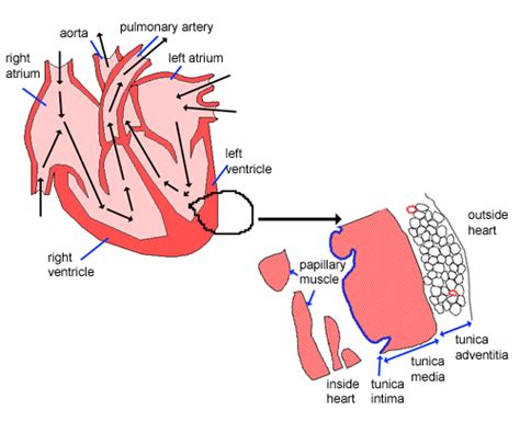 Circulatory System: The Histology Guide