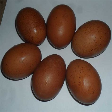 Six Exhibition Quality Cuckoo Maran Hatching Eggs - Poultry Direct