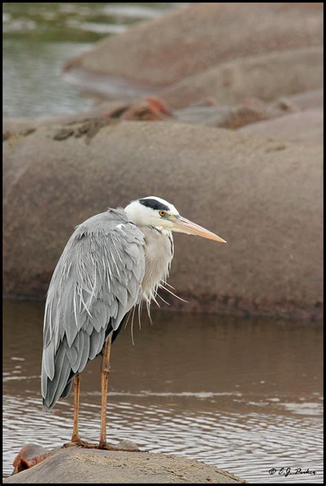 Gray Heron Page